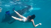 Tours compartidos, natación de ballenas y Kawasan Canyoneering - Housity