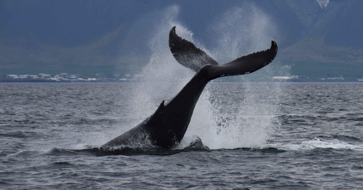 sea trips reykjavik whale watching