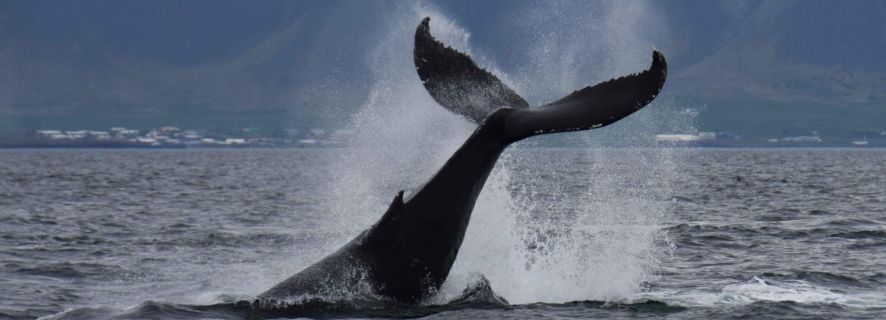 Fra Reykjavik: Hurtigbåttur for hvalsafari