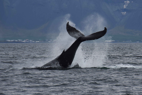 Vanuit Reykjavik: Whale Watching Trip per speedbootVanuit Reykjavik: walvissafari per speedboot