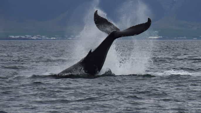 whale watching express 2hour tour from reykjavik