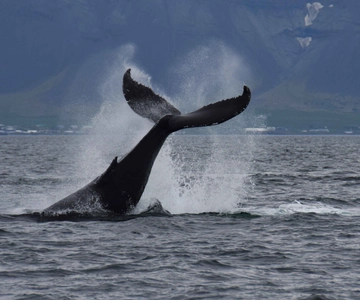Reykjavik: Whale Watching Tour by Fast Catamaran