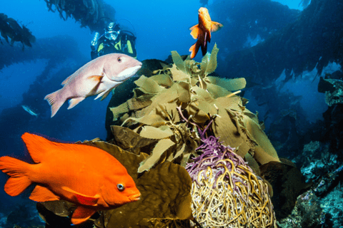Private Catalina Island Beginner Scuba Adventure