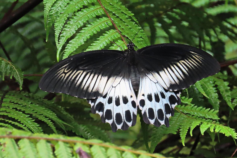 Sri Lanka : Sinharaja Rainforest Guided Trek with Pickup