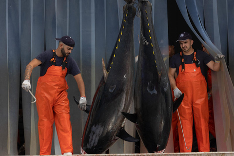 Barbate: Tour in barca all&#039;Almadraba di Conil (pesca del tonno)