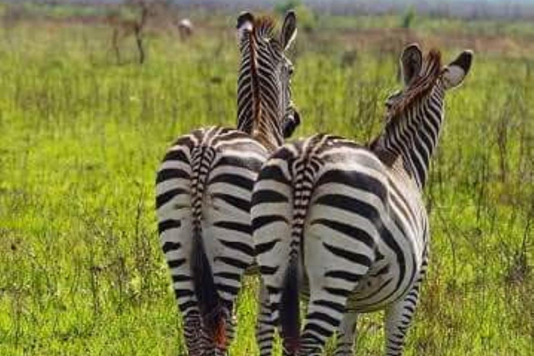 Dagsafari från Zanzibar till Mikumi med färja och SGRDagsutflykt Safari från zanzibar till mikumi med färja och SGR