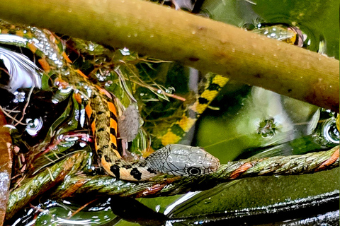 Khao Sok: Half-Day & Night Wildlife Trek and Jungle Dinner Option 6: Half-Day & Night Trek with Dinner From Khao Lak