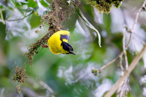 Ruanda: Vogelbeobachtungstouren mit bemerkenswertem Landschaftsblick