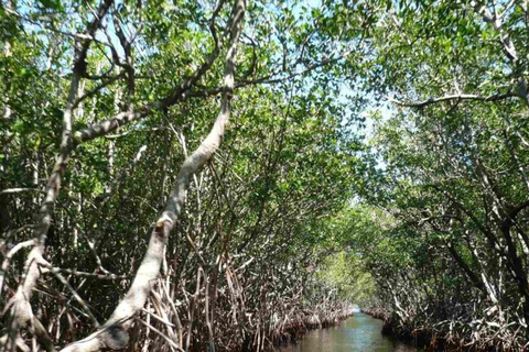 Cartagena Mangrove Tour