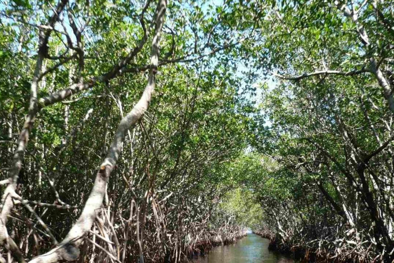 Cartagena Mangrove Tour