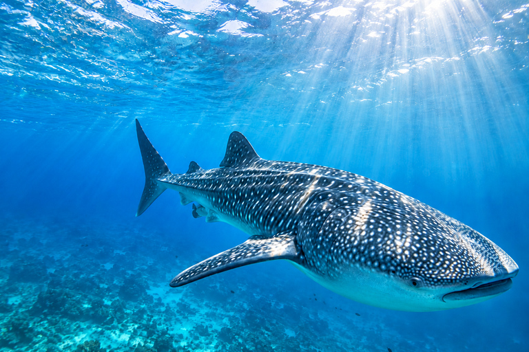 Labuan Bajo: 4-Day Sumbawa Whale Shark & Moyo with Flights Sharing Whale Shark & Moyo Island Private Tour