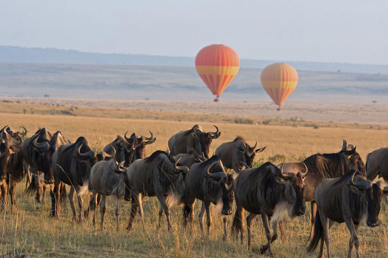 Nairobi : Safari privé de 6 jours au Maasai Mara, à Nakuru et à Naivasha