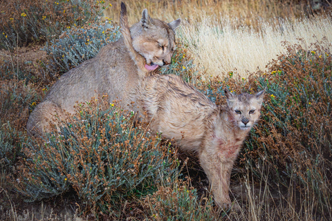 Puma Tracking (Puma spotting) - Torres del Paine Puma Tracking (Puma Sighting) - Torres del Paine