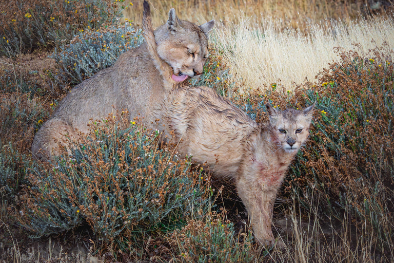 Puma Tracking (Puma spotting) - Torres del Paine Puma Tracking (Puma Sighting) - Torres del Paine