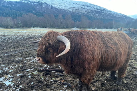 Z Edynburga: Loch Ness, Glencoe i wycieczka 1-dniowa do Highlands