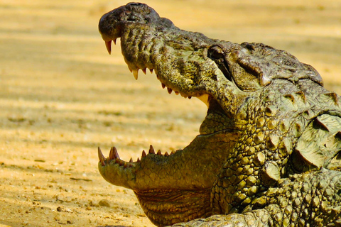 Minneriya National Park: Private 4X4 Safari From Trincomale