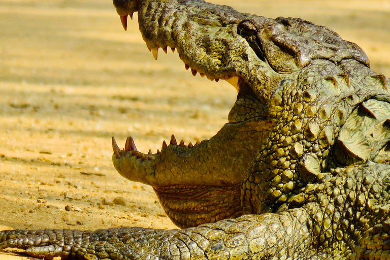 Minneriya National Park: Private 4X4 Safari From Trincomale