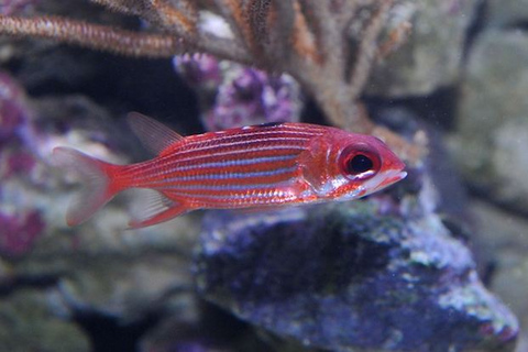 Florida Keys: Inträdesbiljett till Key West AquariumStandardalternativ