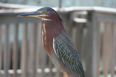 Entradas para el Acuario de Cayo HuesoOpción Estándar