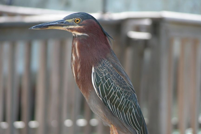 Biglietti per l&#039;acquario di Key WestOpzione standard