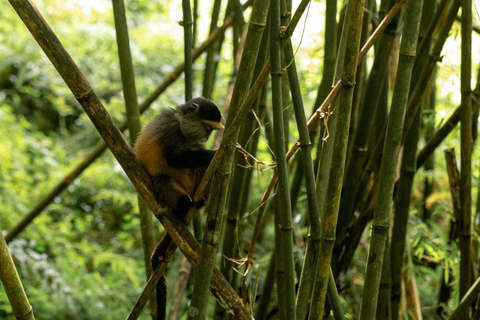 4 Day Primates Trekking in Rwanda