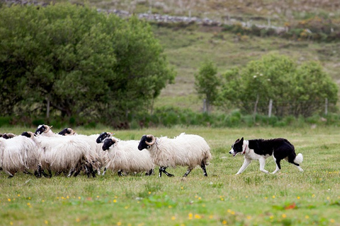 From Dublin: Wicklow &amp; Glendalough Tour with Sheepdog Demo