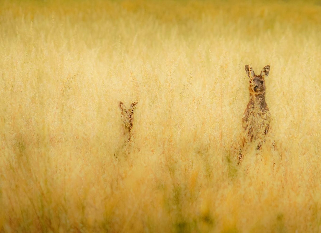 Margaret River: Guidet kano- og 4x4-tur med frokost og vin