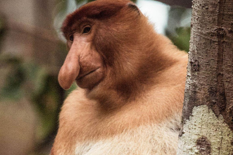 Kinabatangan River Trip from Sandakan with Lunch Included (Shared Tour) Kinabatangan River Trip Sandakan with Lunch