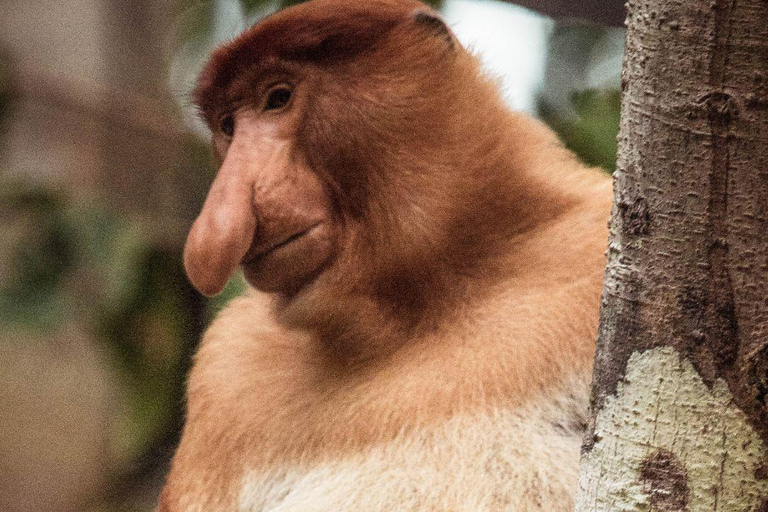 Kinabatangan River Trip from Sandakan with Lunch Included (Shared Tour) Kinabatangan River Trip Sandakan with Lunch