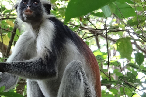 ZANZIBAR: tour della fattoria delle spezie, foresta di Jozani e ristorante RockTour privato, nessun trasferimento incluso