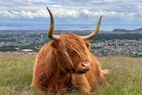 Hills, heather & Highland cows: Hiking in the Pentlands Hills, heather & Highland cows - Hiking in the Pentlands