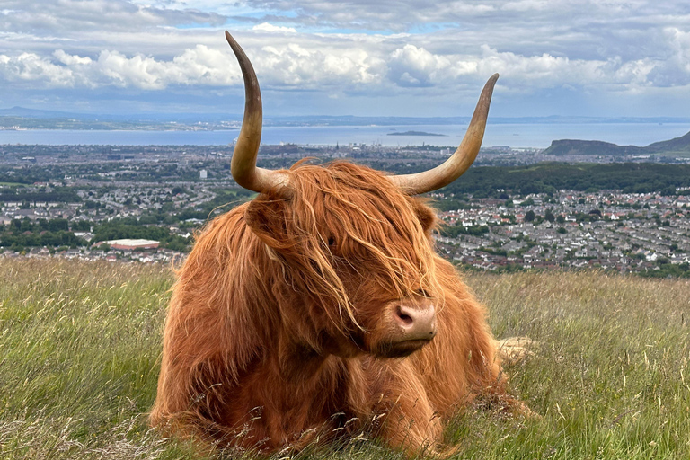 Hills, heather & Highland cows: Hiking in the Pentlands Hills, heather & Highland cows - Hiking in the Pentlands