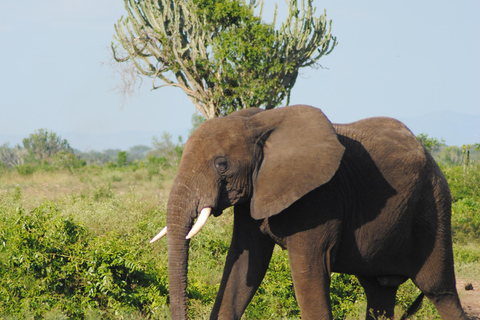 7 Day Rwanda Uganda Culture and Primate Safari Adventure