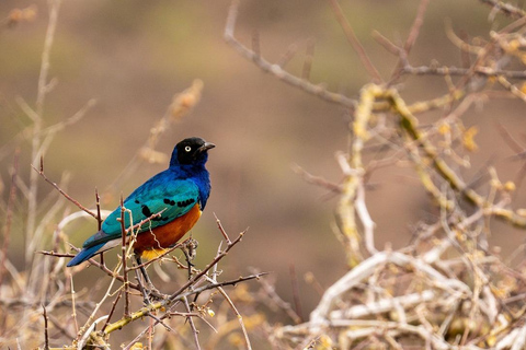 Parc national de Tanzanie : 2 jours 1 nuit Selous de zanzibar