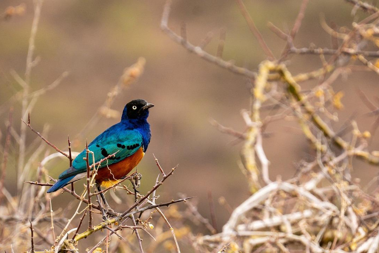 Parque Nacional da Tanzânia: 2 dias 1 noite Selous a partir de Zanzibar