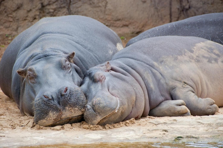 Van Buenos Aires: Temaikèn Zoo Tour met ticket inbegrepen