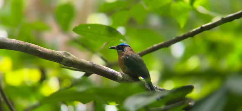 Sloth Tour, Ballena Marine National Park Hike