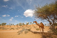 Ras Al Khaimah, Afternoon Desert Safari and BBQ Dinner - Housity