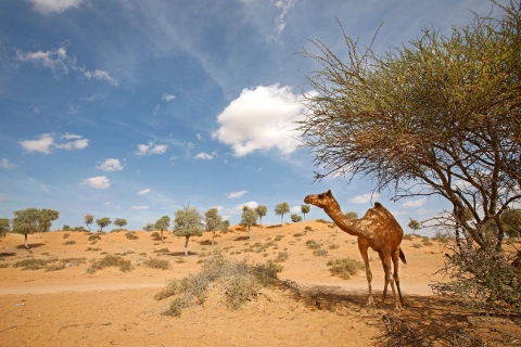 Ras al-Khaimah: woestijnsafari in de middag en BBQ-avondmaal