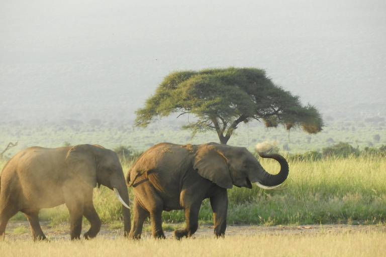 De Nairobi: Viagem de 1 dia ao Parque Nacional Amboseli e passeio de carroDe Nairóbi: excursão diurna ao Parque Nacional Amboseli e safári