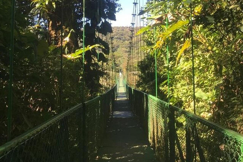 Monteverde Cloud Forest and Butterflies Garden Tour