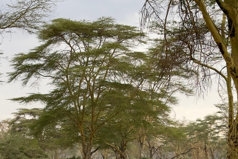 ESCURSIONE DI 1 GIORNO AL PARCO NAZIONALE DI AMBOSELI.