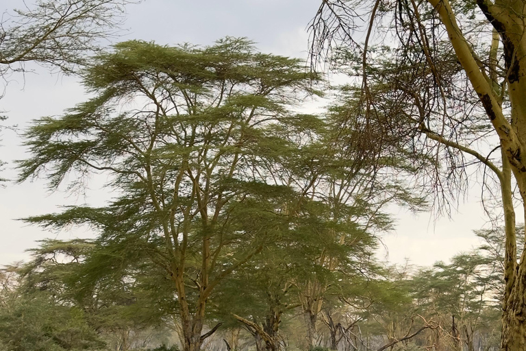 VIAGEM DE 1 DIA PARA O PARQUE NACIONAL AMBOSELI.