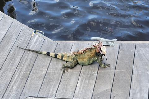 St. Thomas: Customizable Half-Day Tour with Snorkeling