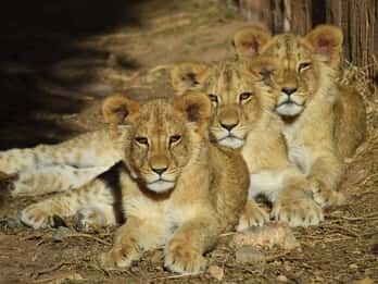 Murcia: Biglietto d'ingresso per Terra Natura Murcia