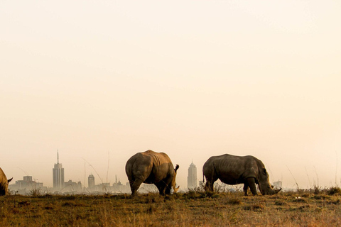 4 Horas Parque Nacional de Nairobi