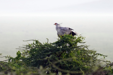 From Nairobi: 12 Days Small Group Kenya and Tanzania Safari