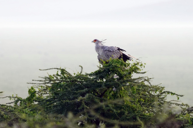 From Nairobi: 12 Days Small Group Kenya and Tanzania Safari