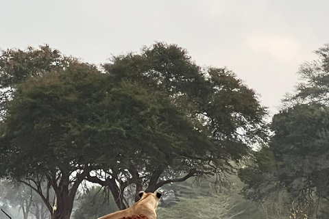 Mombasa: Tsavo East Early-Access Safari & Game Drives