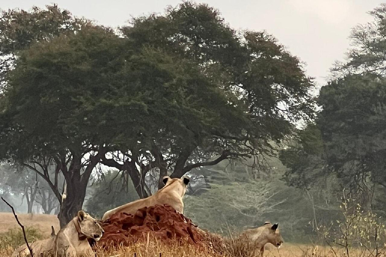 Mombasa: Tsavo East Early-Access Safari & Game Drives